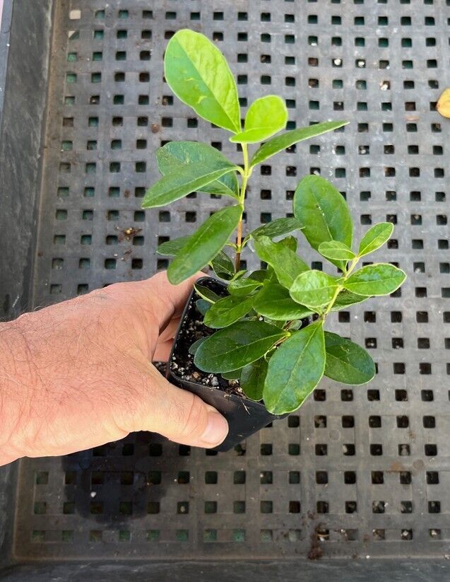 Pineapple Guava COLD HARDY EDIBLE Feijoa sellowiana Young Live