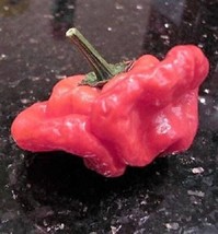 FG 40 Red Jamaican Hot Pepper Capsicum Annuum Scotch Bonnet Vegetable Seeds - £5.33 GBP