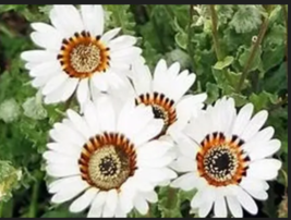 White Zulu Prince Cape Daisy Flower 50 Seeds - £7.85 GBP