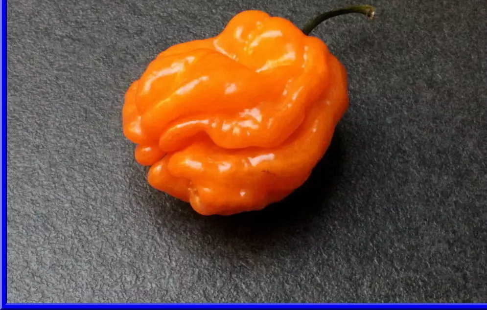 Orange Giant Habanero Pepper Seeds -  For Hundreds of Peppers - $8.60