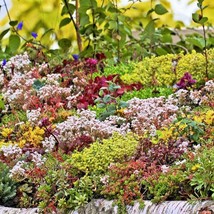 New Fresh Seeds 150 Mixed Sedum Stonecrop Succulent Groundcover Red White Yellow - $14.90