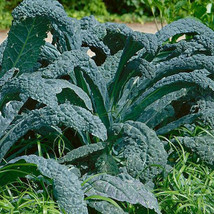500 Lacinato Kale Seeds Heirloom - £6.28 GBP