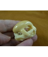 (tb-whal-30) baby Beluga Whale Tagua NUT palm figurine Bali carving love... - $53.69 CAD