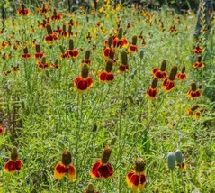 ArfanJaya Mexican Hat Flower Seeds - £6.57 GBP