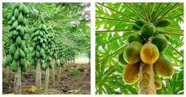 24&quot;-36&quot; LARGE SIZE Papaya (Carica papaya) tropical fruit live tree  - £67.73 GBP