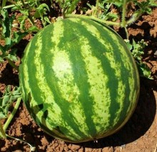Crimson Sweet Watermelon Seeds 25+ Melons Fruit Avg Wt 25 Lbs - £7.83 GBP