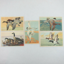Vintage 1939 National Wildlife Bird Postcards Lot 5 Canvasback Goose Duck Tern - £29.67 GBP
