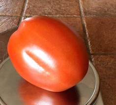 Cipollas Pride Tomato Seeds Heirloom Organic Gardening Fresh USA Shipping - $8.38