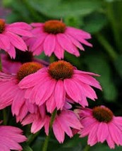 50 Purple Pow Wow Coneflower Echinacea Flowers Flower Perennial Seeds - £13.51 GBP