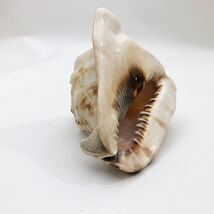 Horned Tiger Striped Conch Shell 7x5x5 inches Vintage large - $734.25 MXN