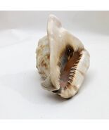 Horned Tiger Striped Conch Shell 7x5x5 inches Vintage large - $734.25 MXN