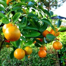 US Seller Fortunella Crassifolia Meiwa Kumquat Sweet Kinkan 5 Seeds Fast Shippin - £15.68 GBP