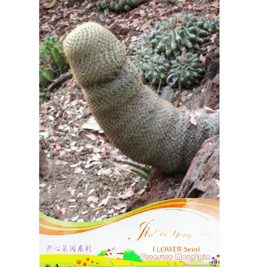 Sexy Cactus Seeds Indoor Outdoor Planting available 10 Seeds - $8.88