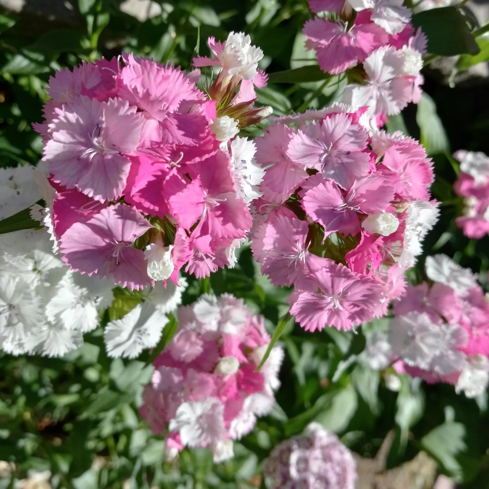 200 Seeds Sweet William dianthus MIX BERYL STORE - £6.68 GBP