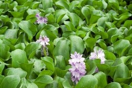 Live Water Hyacinth Tropical Aquatic Surface Pond Plant - 5 live Plant - £28.39 GBP