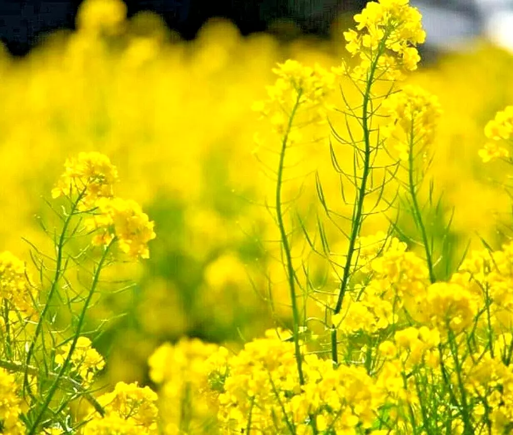 2000+ Mustard Seeds Spring Microgreens Non-Gmo Garden Pest Repellent Med... - $5.13