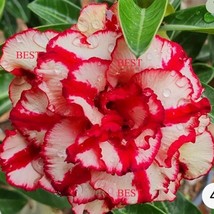 USA SELLER Omyen Desert Rose Adenium Obesum Small Rooted Seedling Plant - £29.88 GBP