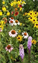 ENIL SONGBIRD Wildflower Mix Backyard Birds &amp; Pollinators Fresh 350+ Seeds - £3.56 GBP
