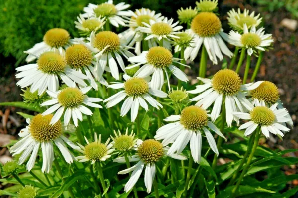 30 Snow Cone White Coneflower Seeds Echinacea Snow Cone Fresh Seeds - $13.50