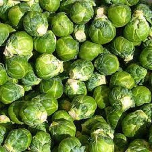 Long Island Improved Brussel Sprouts Organic Seed US Fast Shipping - $37.06 MXN