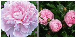 USA Seller Sarah Bernhardt Bareroot Peony, 2-3 Eye - £37.56 GBP