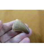 (DF233-166) 1-1/2&quot; Fossil MOSASAURUS Dinosaur tooth Mosasaur dig fossil ... - $23.36