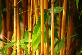 100Seeds - GOLDEN BAMBOO Tree, Phyllostachys Aurea Gracilis Plants - $30.00