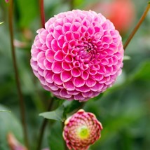 KKG 25 Franz Kafka Dahlia Seeds Flower Perennial Flowers Seeds 1113 Easy... - $12.66 CAD