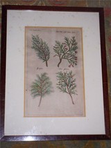 EX RARE: 1647 Botanical copper engraving from Florilegium - hand colored Jansson - £195.17 GBP