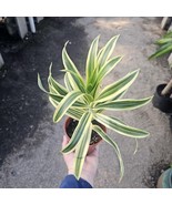 Song of India | Dracaena reflexa | 4in pot - €22,95 EUR Song of India | Dracaena reflexa | 4in pot - €22,95 EUR