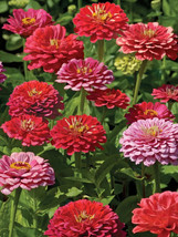 100+ Exquisite Zinnia Seeds For Garden Planting  USA  ! - $5.21