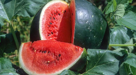 50 Small Shining Light Watermelon Seeds For Planting Gardening USA SELLER - £10.21 GBP