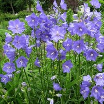 300 Blue Bell Flower Seeds New Fresh US Shipping - $11.98