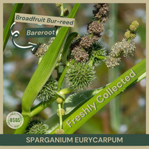 Sparganium Eurycarpum Broadfruit Bur Reed Bareroot Ly Collected Garden Fresh USA - £15.18 GBP