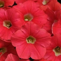 USA Seller 2R9D7 Shock Wave Coral Crush Trailing Petunia 100 Petunia Seeds Fast  - £34.24 GBP