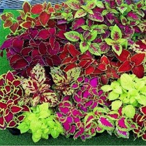 350 Coleus Rainbow Mix Flower Seeds Annual Shade Patio Container Housepl... - £11.59 GBP