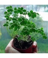 Bonsai Four Leaf Clover Trifolium Repens Mixed Dutch Clover Bonsai 100 S... - $8.62