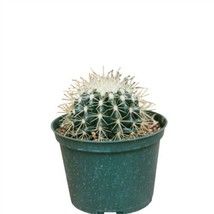 SEPTH Golden Barrel Cactus 4inches Plant Kroenleinia Grusonii Plant Gold... - $8.61