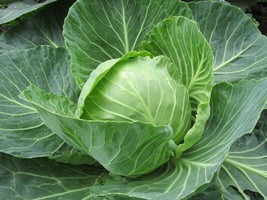 JGBOS Sell 150 Early Jersey Wakefield Cabbage Seeds Heirloom Nongmo Cabbage Seed - $8.35