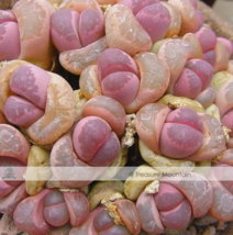 SEED Pink Lithops - $8.99