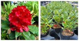 Live Plant Nova Zembla Red Rhododendron 1 QT - £43.95 GBP