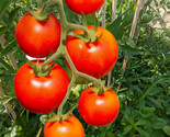 100 Red Currant Tomato Seeds Fast Shipping - $8.99
