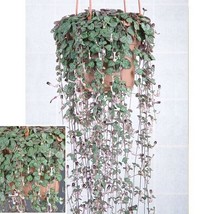 HSeeds 15+ Seeds Rosary Vine House Plant  Garden Flowers - $6.95