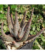 Aloe ‘Purple Haze’ Cactus Cacti Succulent Live Plant in a 4&quot; Pot - $1,241.64 MXN