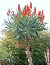 RARE ALOE FEROX exotic bitter medicinal gel succulent desert plant seed 10 SEEDS - £7.11 GBP