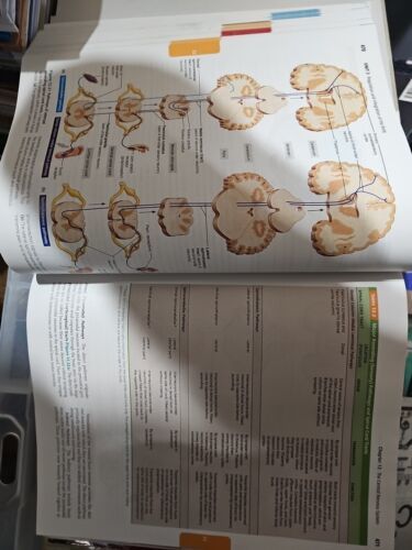 Human Anatomy and Physiology by Katja N. Hoehn and Elaine N. Marieb (2012,... Item image 3