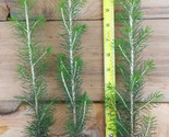 Sitka Spruce (Picea sitchensis) - Windbreak, Timber, Landscape or Wildli... - $18.76+