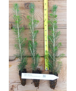 Sitka Spruce (Picea sitchensis) - Windbreak, Timber, Landscape or Wildli... - £14.69 GBP+