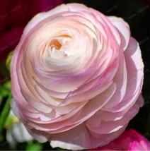 Ranunculus Asiaticus Flower Seeds 100 Light Pink Garden - £7.31 GBP