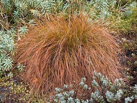 Carex Testacea Prairie Fire 10 Seeds Garden Beautiful USA Seller - $17.58